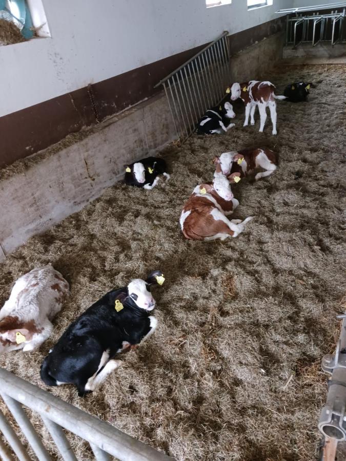 Ferienwohnung Eder Hochfilzen Bagian luar foto